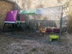 a purple go up chicken coop with a run attached and covers over the top