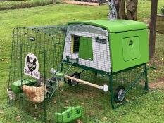 Chickens in a run attached to a green chicken coop