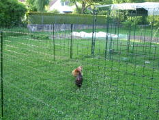 A close up of the chicken fencing with chickens in the background