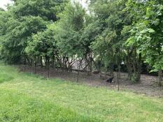 Omlet fencing installed against a treeline.