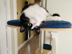 A cat on a platform of his indoor cat tree