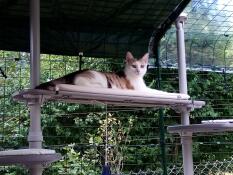 A cat on the platform of his outdoor cat tree