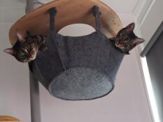 Two cats sharing the Omlet Freestyle Indoor Cat Tree hammock.