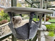 A cat resting in the grey hammock on the outdoor Freestyle cat tree.