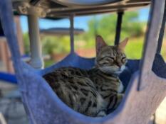 A cat sleeping in the hammock attached to the outdoor freestyle cat tree.