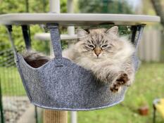 Fluffy cat sat inside Freestyle Outdoor Cat Tree hammock.