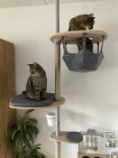 Two cats using their indoor cat tree