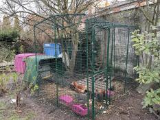 Chickens in the walk in run attached to the purpleEglu Cube chicken coop.