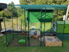 a large walk in run setup for chickens with a large green eglu cube attached and chickens inside