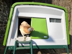 Chicken coming out of Green Eglu Cube Large Chicken Coop