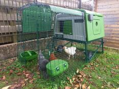 Chickens pecking food from their feeder inside their run