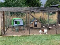 An Eglu Cube and a wooden chicken coop in a garden.