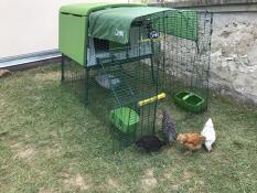 Four chickens walking around a large eglu cube