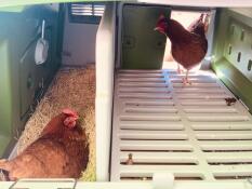 A chicken laying an egg in a nesting box.