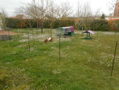 a large garden with chicken fencing a purple cube chicken coop and a run