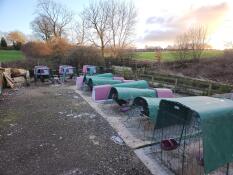 Large set up of multiple purple Eglu Cube and Eglu Go Chicken Coops with weather protection Heavy Duty Run Covers in winter British countryside.