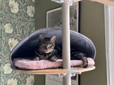 A cat resting in the bamboo platform felt den with sheepskin pink cushion.