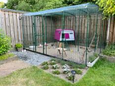 Purple Eglu Cube chicken coop inside walk in run in garden.