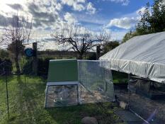 Raised Eglu Go UP chicken coop with clear full run cover, next to larger run in garden.