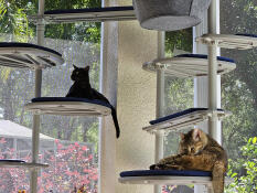 Two cats resting on the outdoor blue platform cushion.