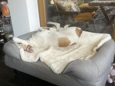 A dog sleeping on the sheepskin blanket.