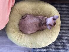 A cat resting in the pistachio green donut cat bed.
