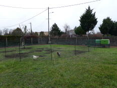 two chickens behind chicken fencing in a garden with an eglu cube chicken coop