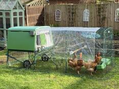 The Omlet chicken perch attached inside of the Eglu Cube chicken run.