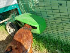 A chicken eating out of the green Eglu Cube feeder.