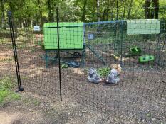 The Omlet chicken fencing set up with an Eglu Cube and chickens roaming in the background.