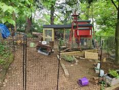 a large setup for chickens behind chicken fencing