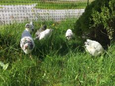 black and white small chickens in a garden behind chicken fencing