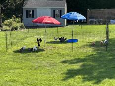 Chickens in the garden, penned in by the Omlet fencing kit.