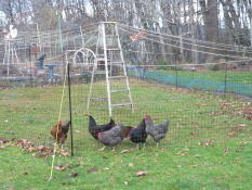 Chickens in a garden, surrounded by the Omlet chicken fencing.