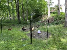 Chickens in the garden behind the Omlet chicken fencing.