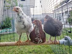 Three chickens on a wooden perch