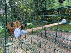 A perch in a chicken run