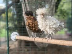 Two chickens on their 1 meter perch