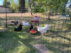 Chickens pecking a watermelon behind their fencing