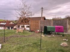 Chicken fencing set up in a garden with a purple eglu cube.