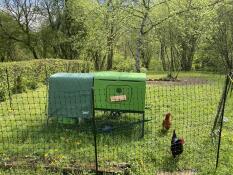 Green Eglu Cube chicken coop and hens grazing behind Omlet chicken fencing.