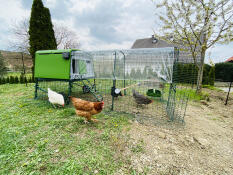 cube chicken coop with a run and a clear cover