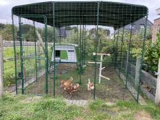 The walk in chicken run with eglu cube chicken coop set up in a garden.