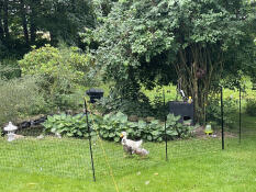 Ducks surrounded by the Omlet chicken fencing in a garden.