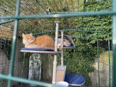 Two cats using the outdoor freestyle cat tree.