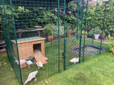 Ducks inside of the chicken walk in run enclosure.