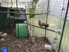 Two chickens standing on the Omlet Chicken Perch attached inside of a walk in run.