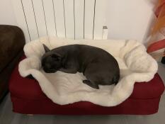 A dog sleeping on the sheepskin dog blanket on top of the merlot bolster bed.