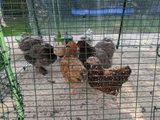 A flock of chickens all having fun with an Omlet peck toy.