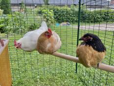 Some chickens on a wooden perch